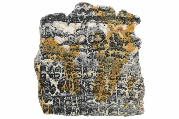 Proterozoic Columnar Stromatolite (Asperia) Slab - Australia #221481
